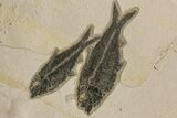 Shale With Four, Large Fossil Fish (Knightia) - Wyoming #163445-1